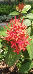 Ixora coccinea