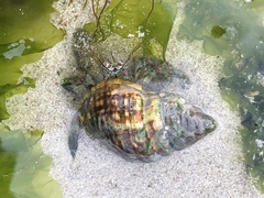 Diogenes brevirostris