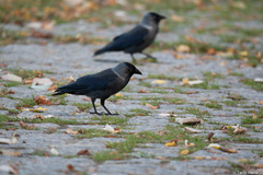 Corvus monedula