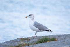 Larus argentatus