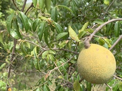 Landolphia kirkii