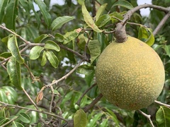 Landolphia kirkii