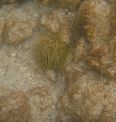 Anemonia viridis
