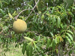 Landolphia kirkii