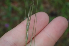 Nassella leucotricha