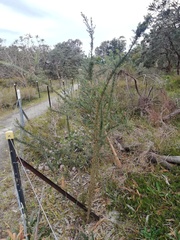 Jacksonia furcellata