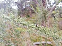 Jacksonia furcellata