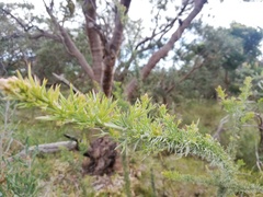 Jacksonia furcellata