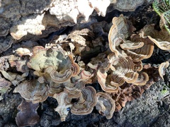 Stereum ostrea