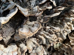 Stereum ostrea