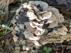 Stereum ostrea