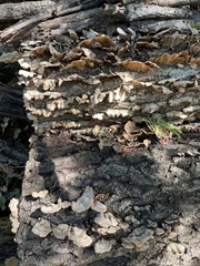 Stereum ostrea