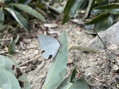 Curetis acuta paracuta