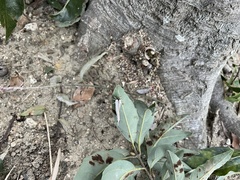 Curetis acuta paracuta