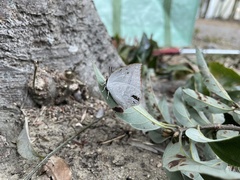 Curetis acuta paracuta