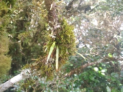 Notogrammitis angustifolia