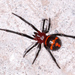 Steatoda terastiosa - Photo (c) Narong Thepphibalsathit, some rights reserved (CC BY-NC), uploaded by Narong Thepphibalsathit