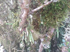 Notogrammitis angustifolia