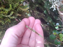 Notogrammitis angustifolia