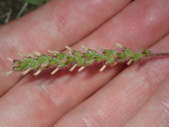 Plantago myosuros