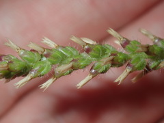 Plantago myosuros