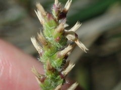Plantago myosuros