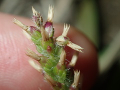 Plantago myosuros