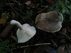 Lactarius fluens