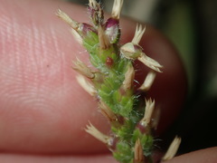 Plantago myosuros