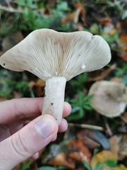 Lactarius fluens