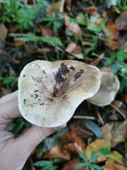 Lactarius fluens