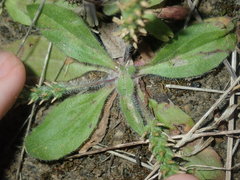 Plantago myosuros