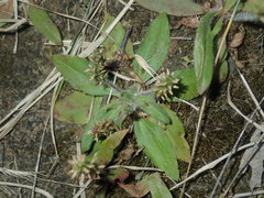 Plantago myosuros