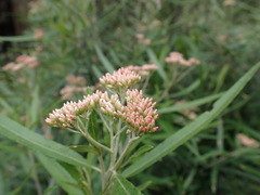 Ozothamnus argophyllus
