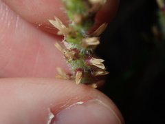 Plantago myosuros
