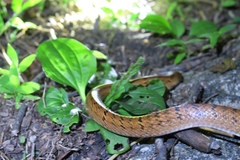 Oligodon formosanus