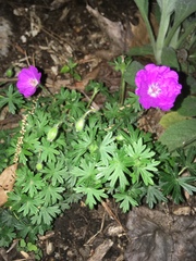Geranium sanguineum