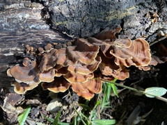 Stereum ostrea