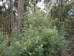 Ozothamnus argophyllus