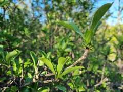 Pavetta gardeniifolia