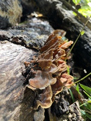 Stereum ostrea