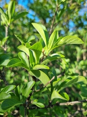 Pavetta gardeniifolia