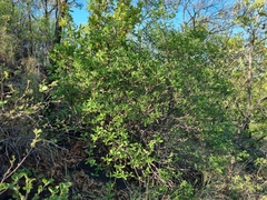 Pavetta gardeniifolia