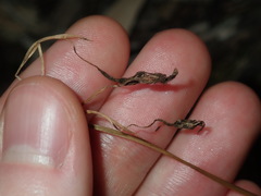 Diuris maculata