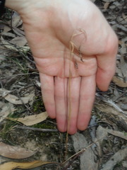 Diuris maculata