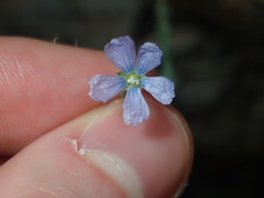 Linum marginale