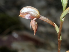 Pterostylis rufa