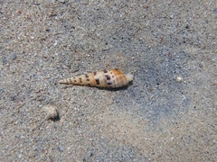 Terebrinae