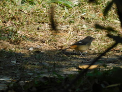 Phoenicurus auroreus