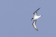 Pterodroma baraui